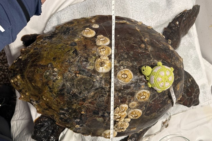 (Foto: Aquarium Pula)