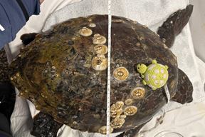 (Foto: Aquarium Pula)