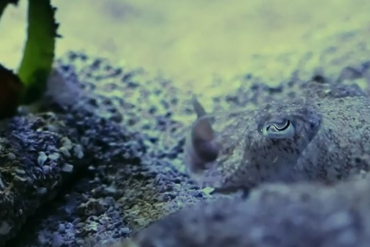 (Foto: Screenshot / Aquarium Pula)