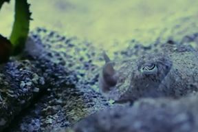(Foto: Screenshot / Aquarium Pula)