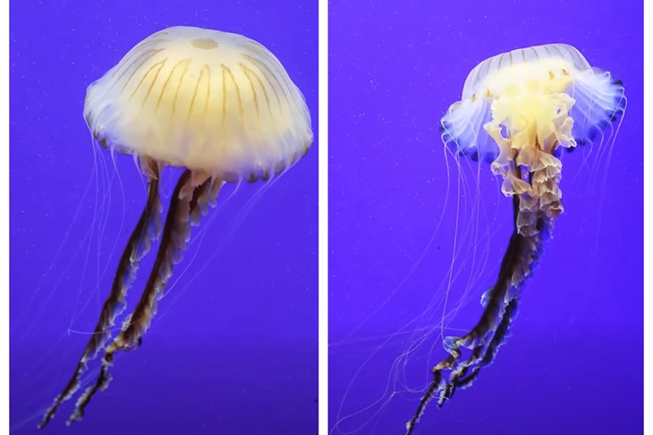 (Foto: Screenshot / Aquarium Pula)