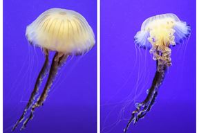 (Foto: Screenshot / Aquarium Pula)