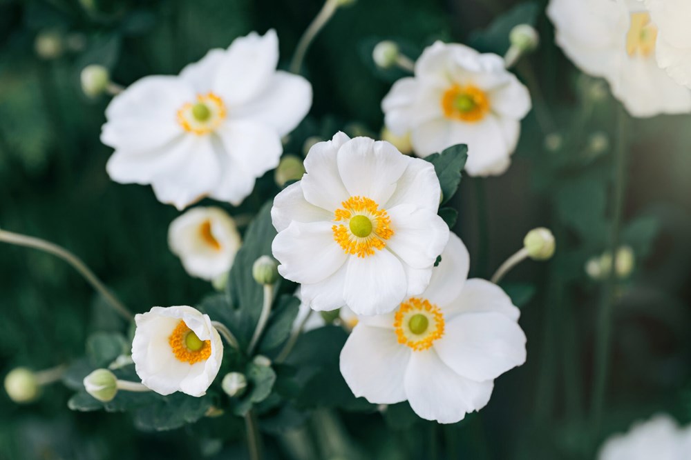 (Foto: iStock)