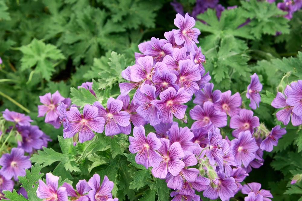 (Foto: iStock)