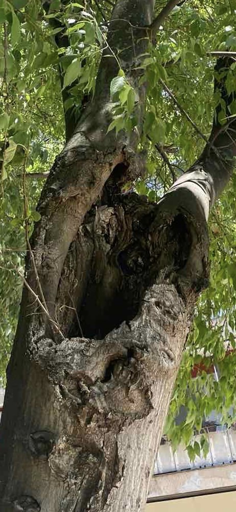 (Grad Pula)
