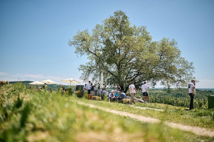 Istria Wine & Walk (COI 2026.)