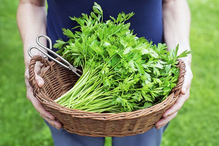 (Foto: iStock)