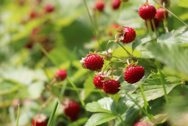 (Foto: iStock)