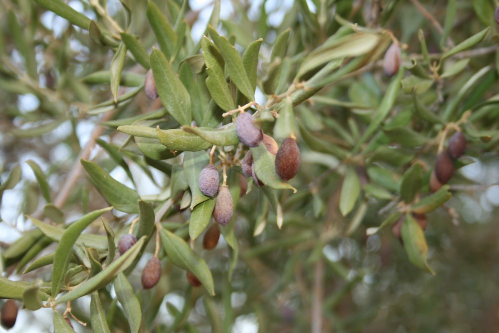 (Arhiva Glasa Istre)
