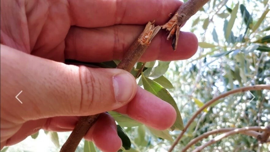 (Arhiva Glasa Istre)