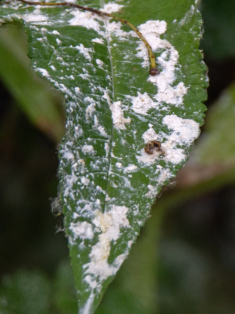 (Foto: Udruga Zelena Istra)