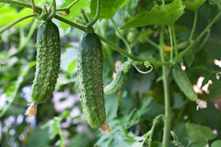 (Foto: iStock)