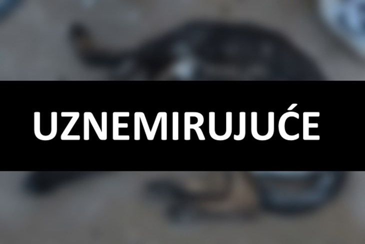 (Screenshot Facebook /Udruga Šape Rovinj-Rovigno)
