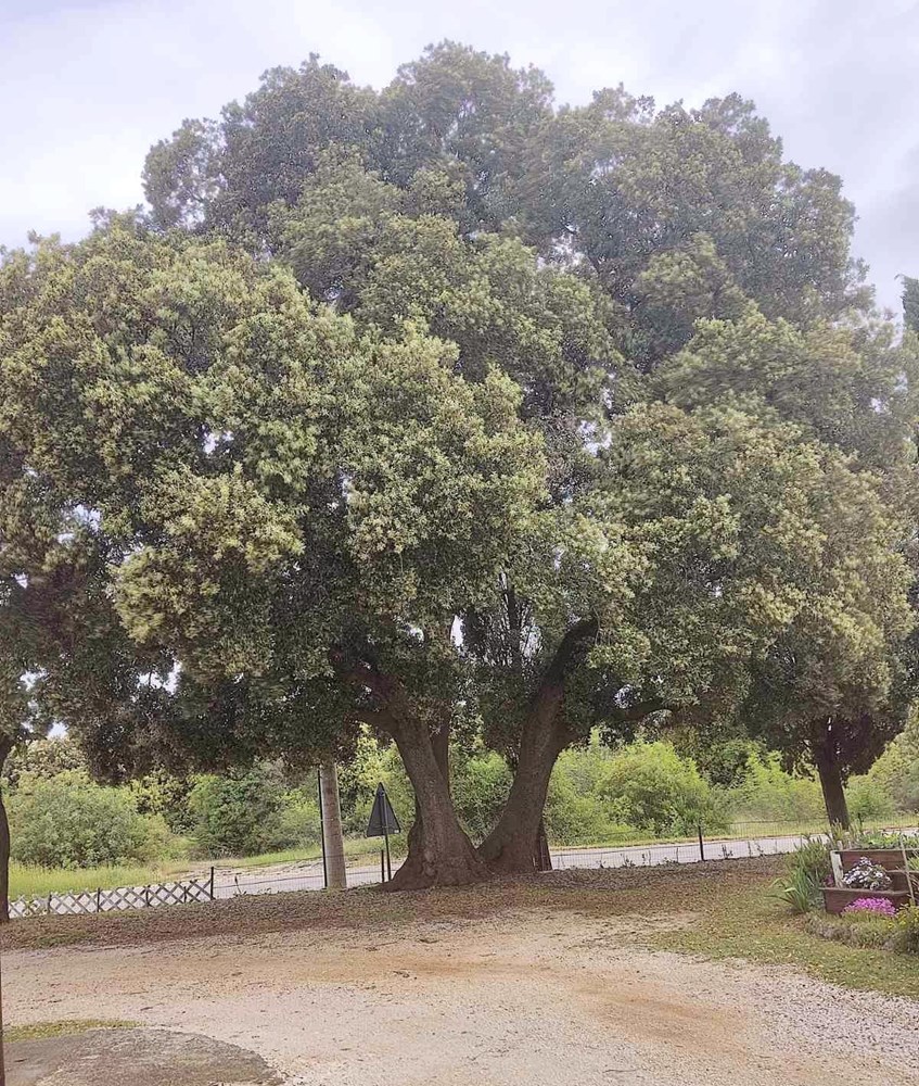 (Zelena Istra)