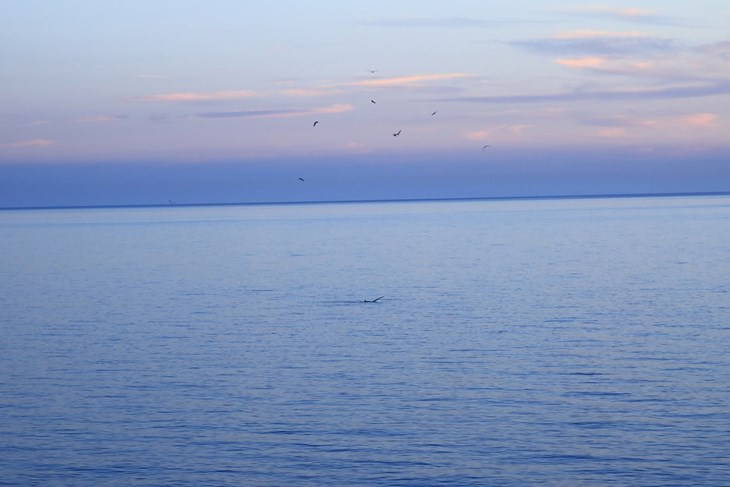 (Foto: Aquarium Pula)