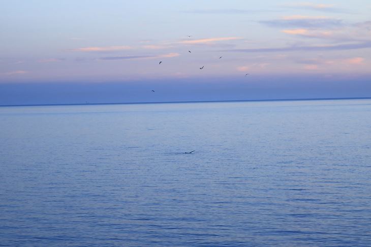 (Foto: Aquarium Pula)