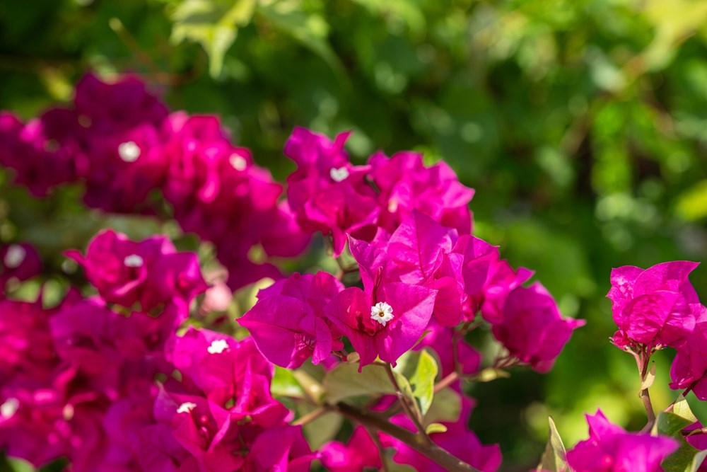 (Foto: iStock)