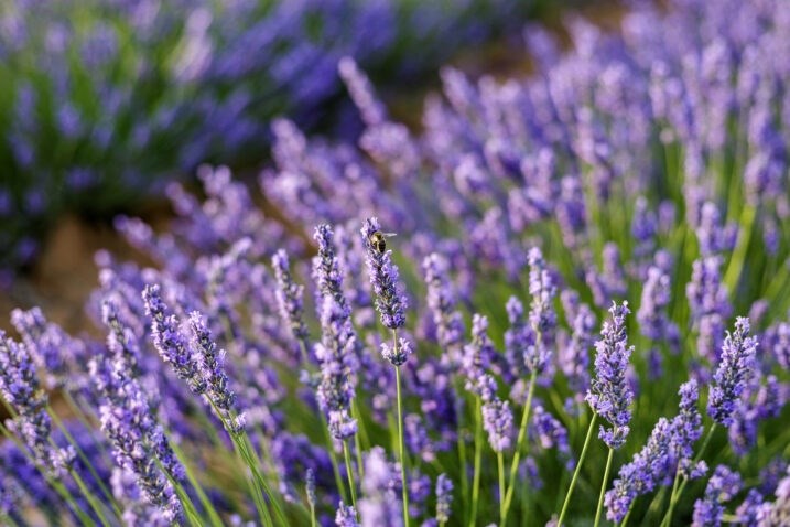 (Foto: iStock)