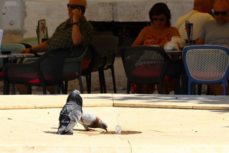 Termometar na Portarati gori na 40°C (Snimio Zvjezdan Strahinja)