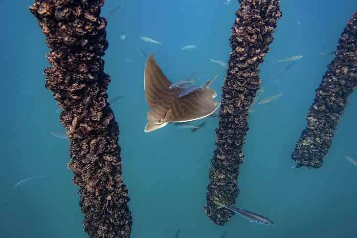 (Foto: Blue World Institute)