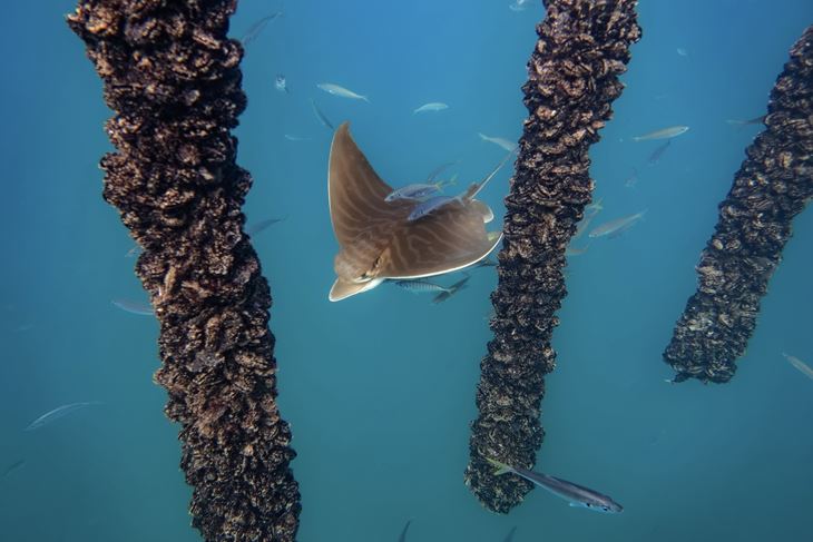 (Foto: Blue World Institute)