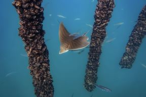 (Foto: Blue World Institute)