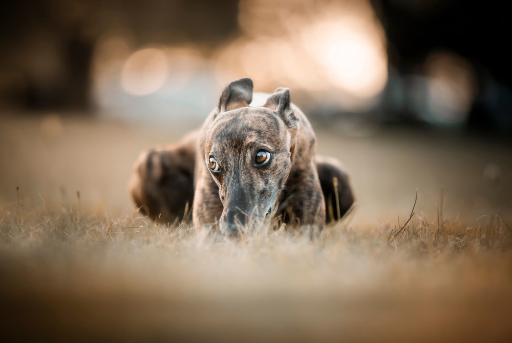 Pas Ilustracija (Pexels)