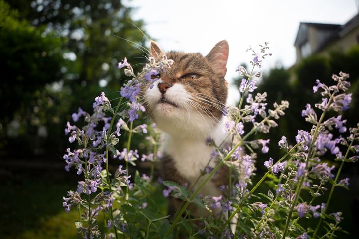 (Foto: iStock)