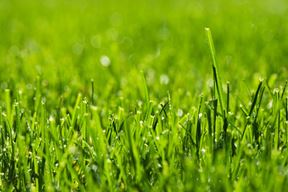 (Foto: iStock)