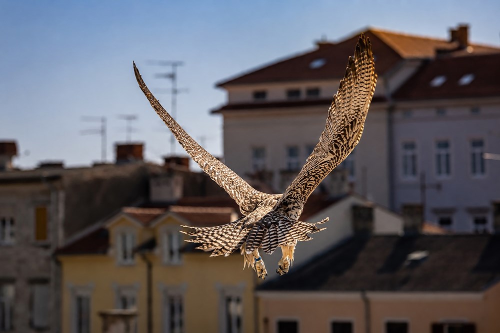 sokol (Grad Pula)