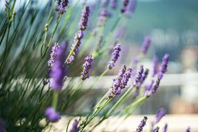 (iStock)