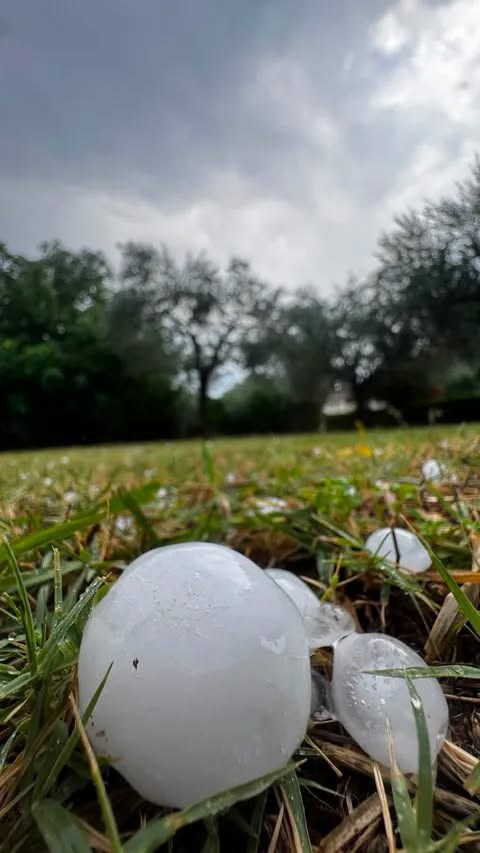 (Foto: Ellen Vizentin)