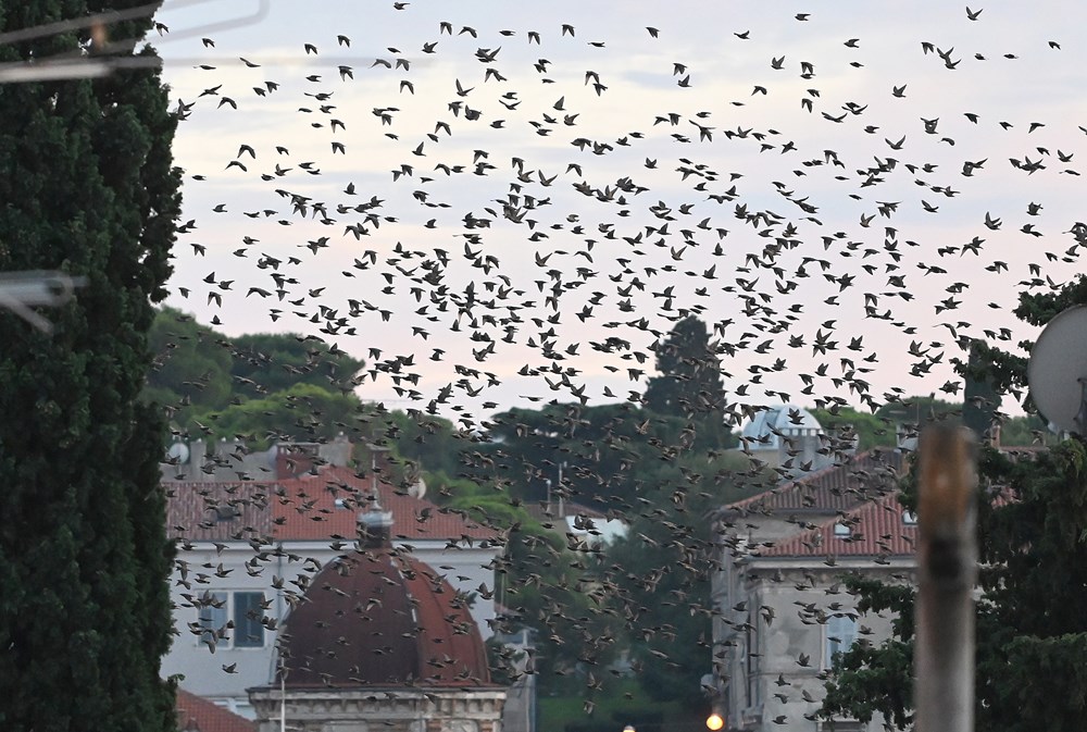 (Arhiva Glasa Istre)