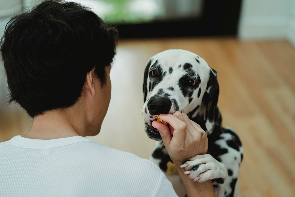 pas Ilustracija (Pexels)