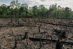 (Foto WWF)