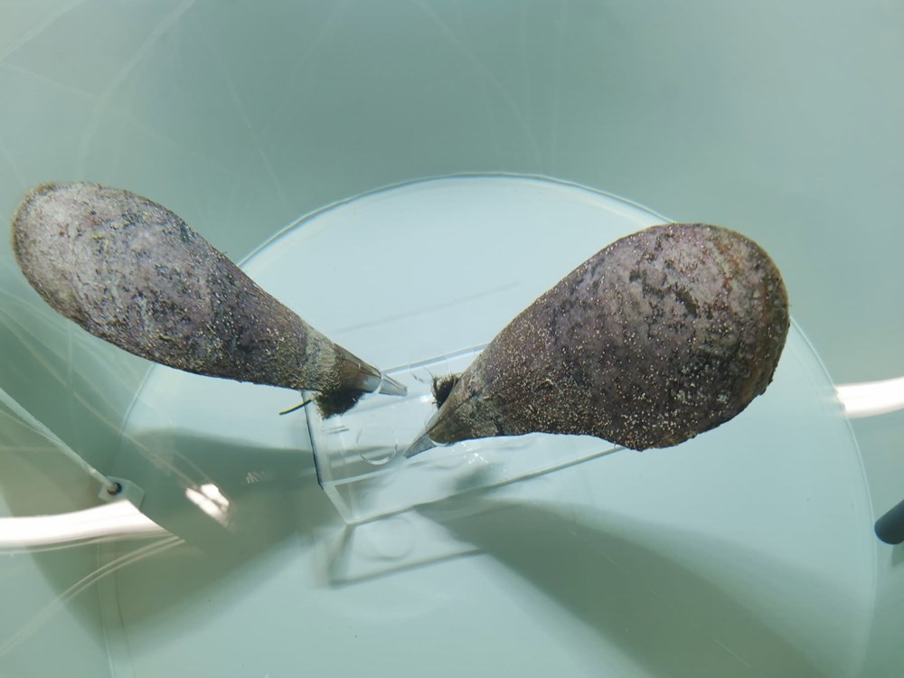 (Foto: Aquarium Pula)