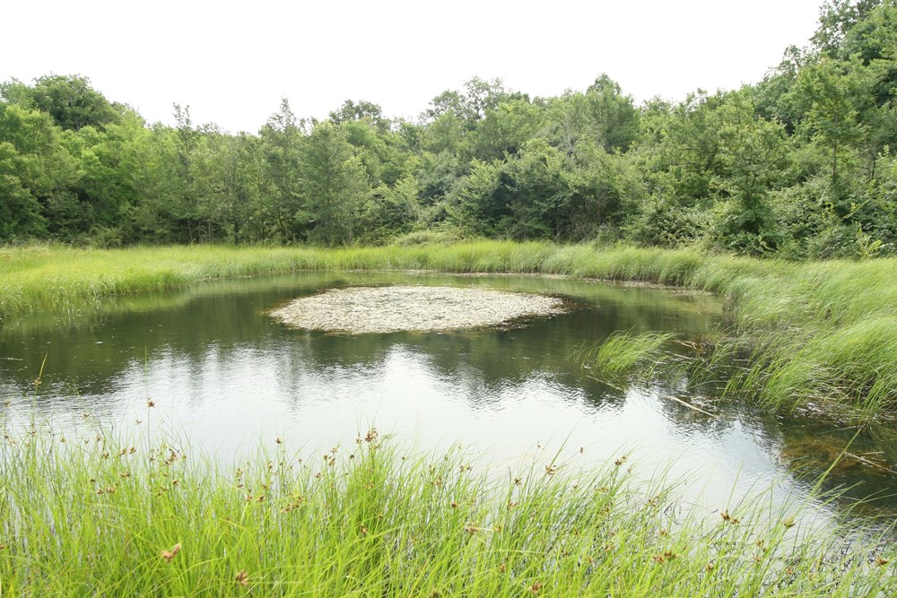 (JU Natura Histrica)