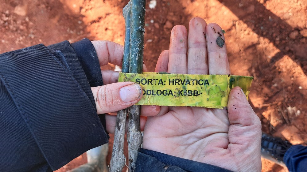 (Foto Institut za poljoprivredu i turizam)