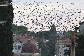 (Arhiva Glasa Istre)