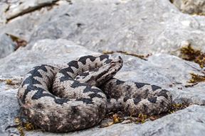 (Arhiva Glasa Istre)