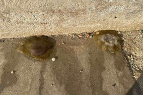 (Aquarium Pula / Facebook)