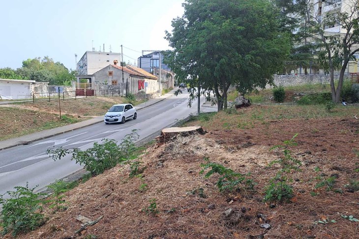 (Zoran Oljača)