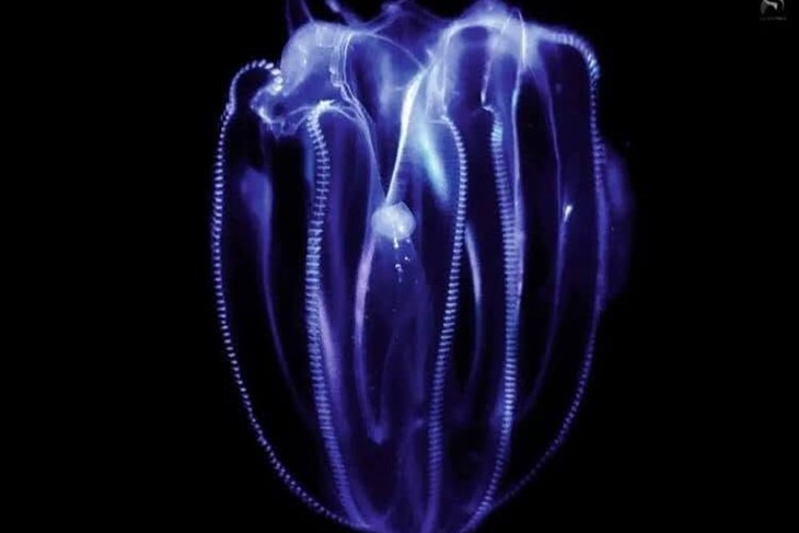 (Facebook / Aquarium Pula)