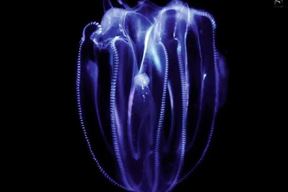 (Facebook / Aquarium Pula)