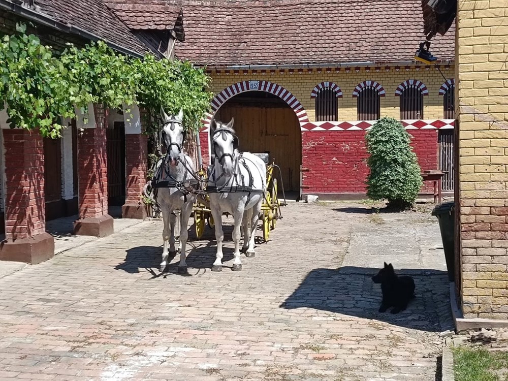 (Foto: &Scaron;okačka lady)