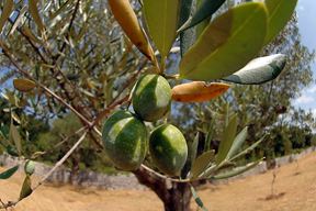 (Arhiva Glasa Istre)