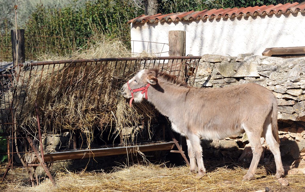 (Arhiva Glasa Istre)