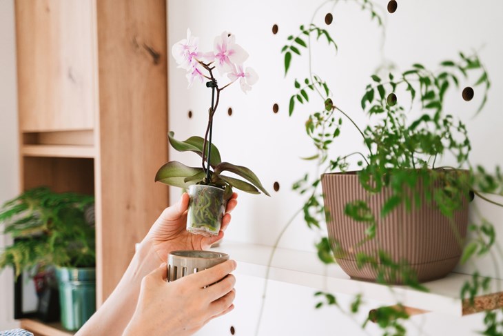 (Foto: iStock)