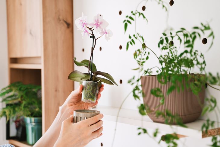 (Foto: iStock)