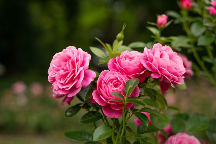 (Foto: iStock)